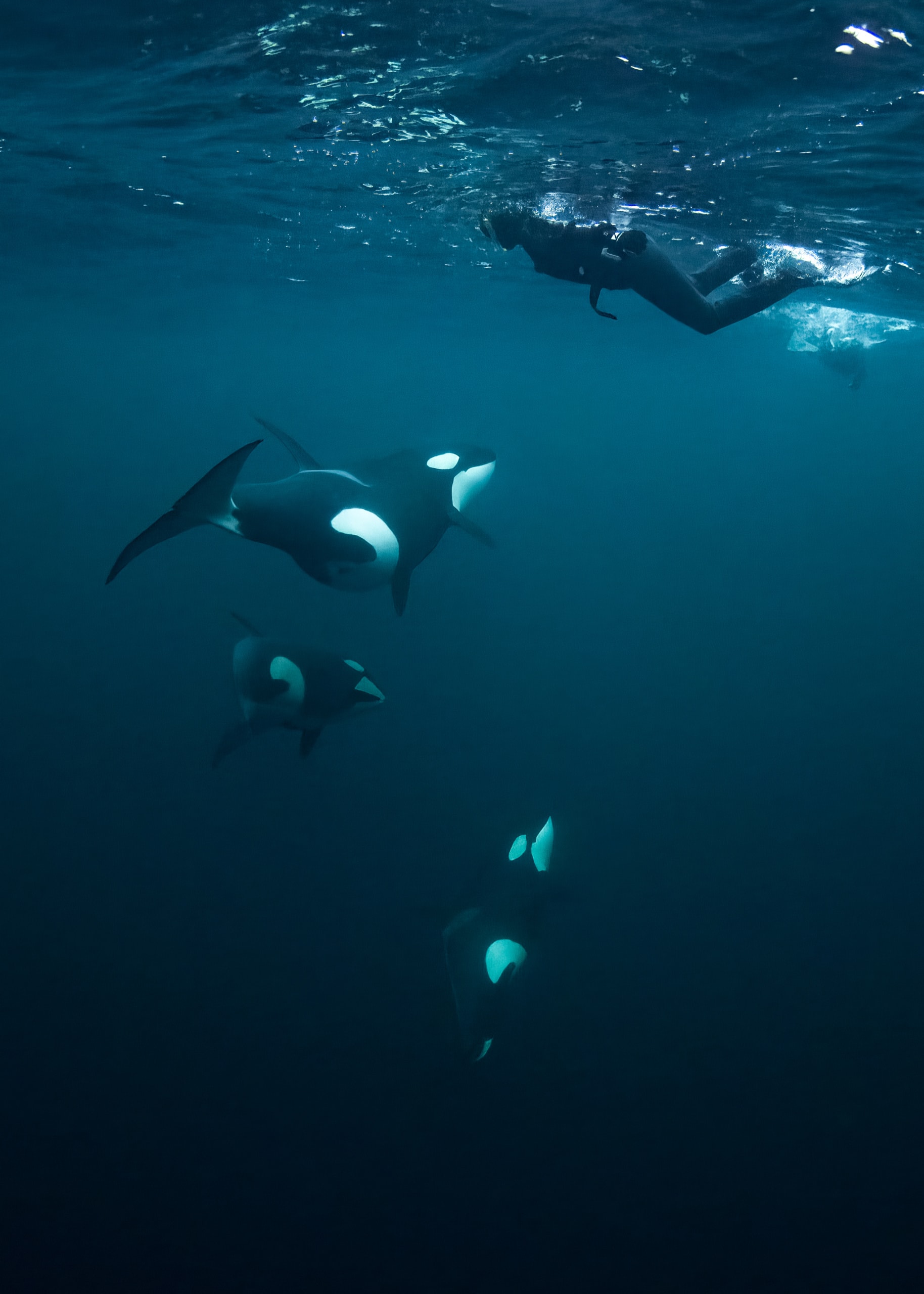 Orca Safari in Norwegen