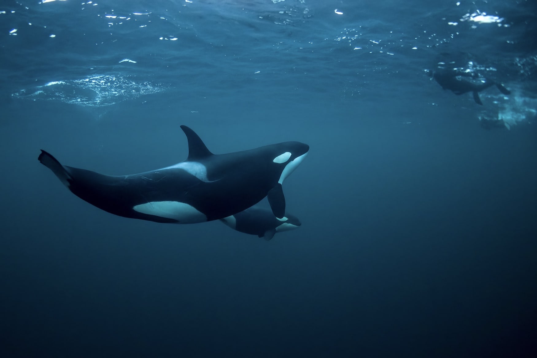 Orca unter Wasser