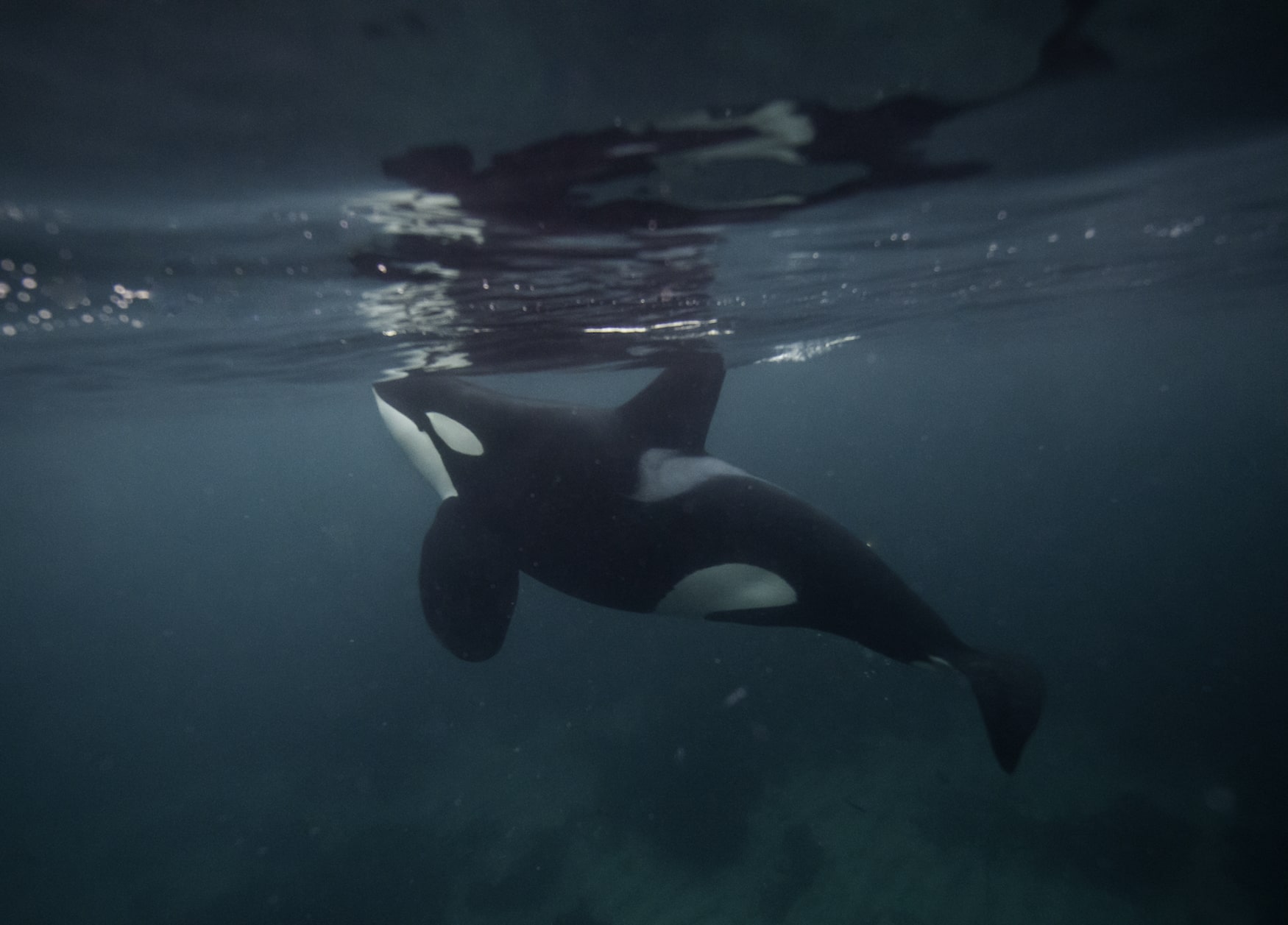 Orca-Wal unter Wasser