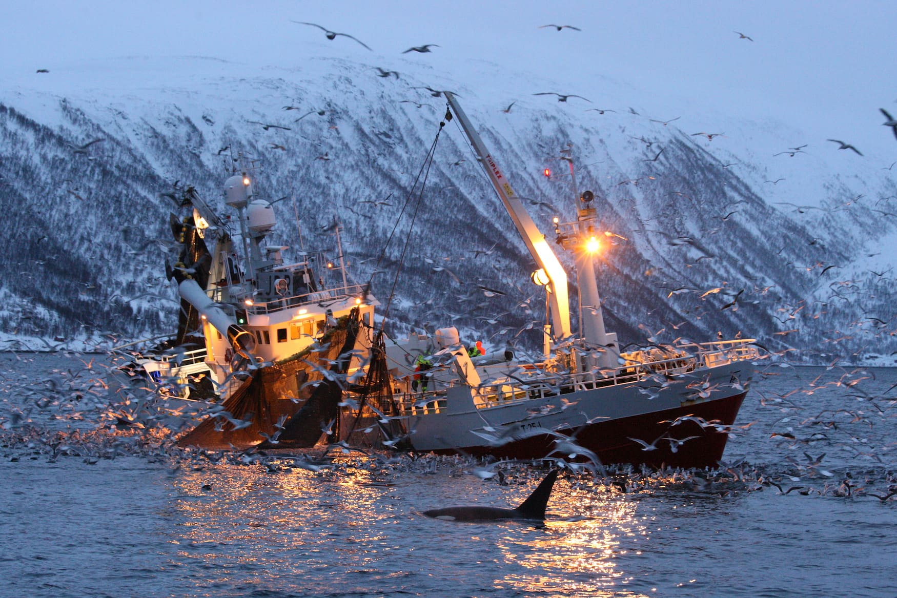 Möwen über Orcas in Norwegen