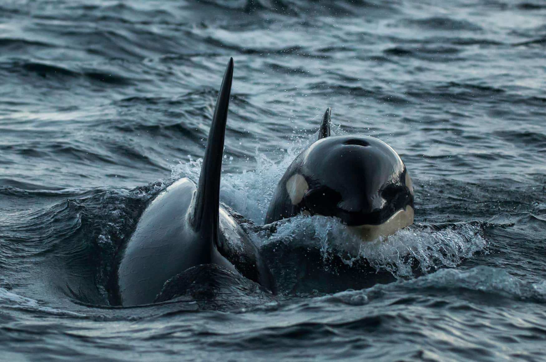 zwei Orcas in Norwegen