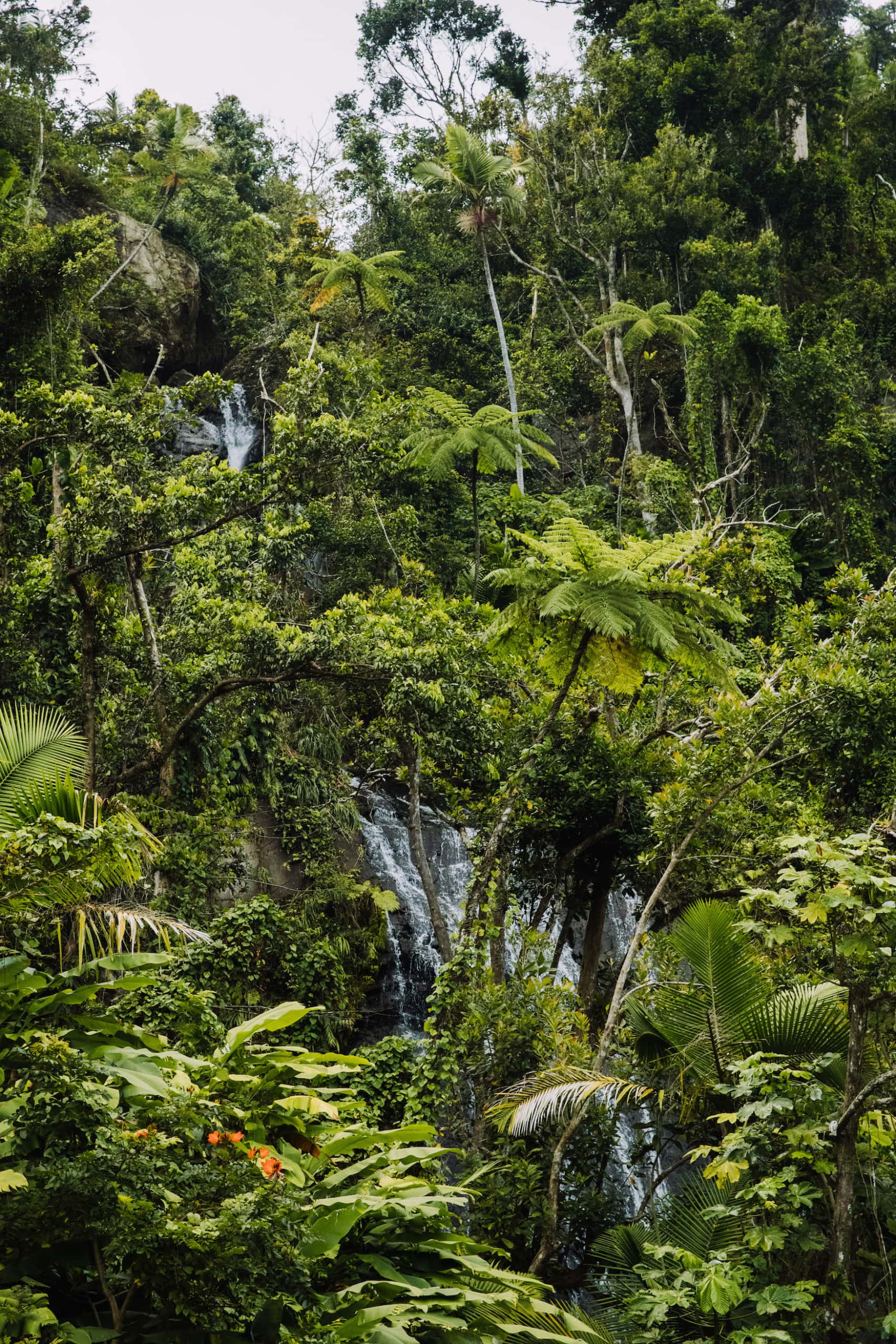 El Yunque Espiritu Santo Rainforest in Puerto Rico