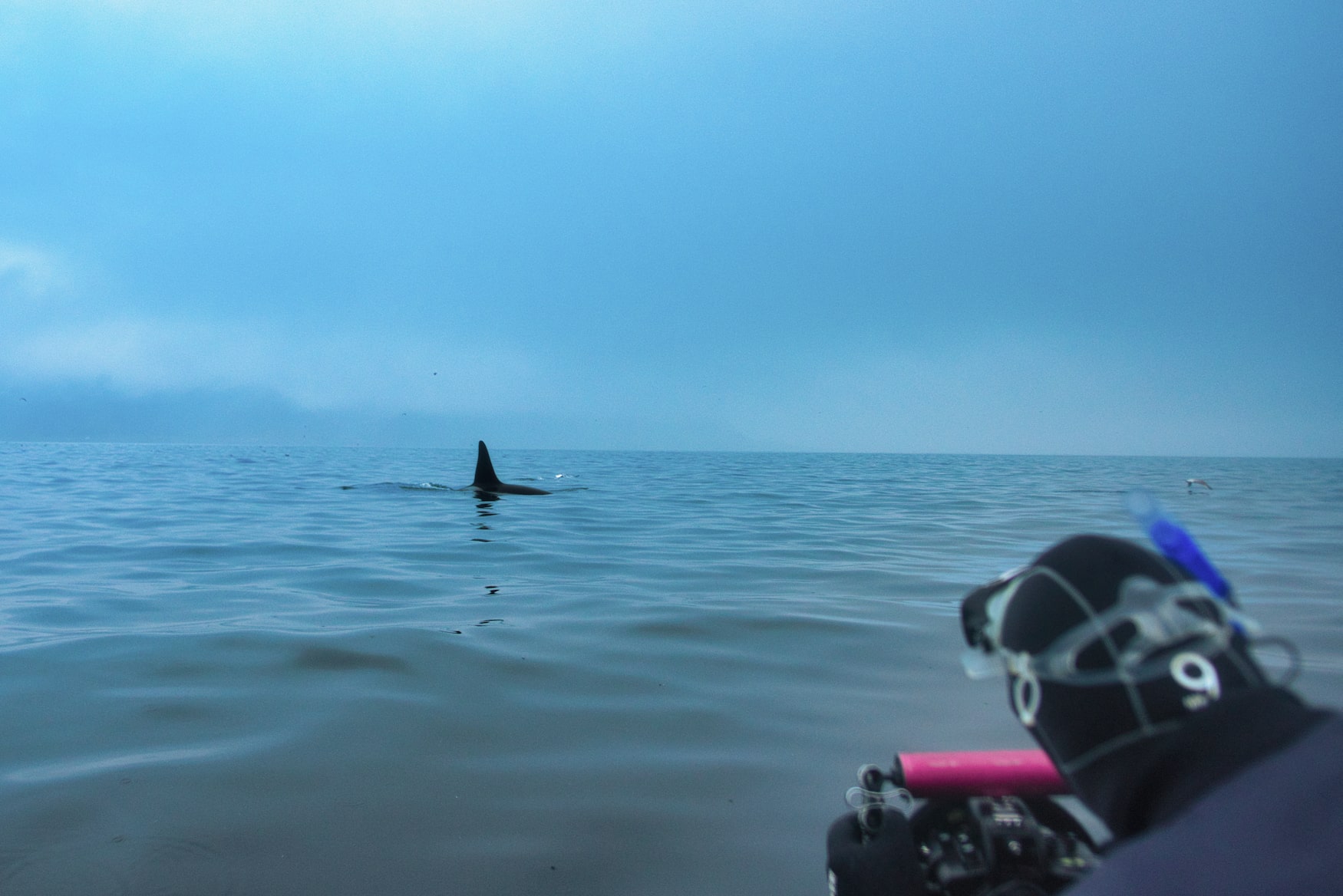 Orcas in Norwegen