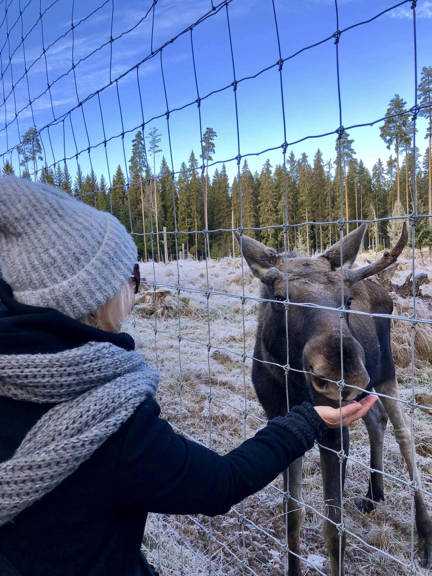 eine Elchbegegnung im Moose Park in Värmland in Schweden