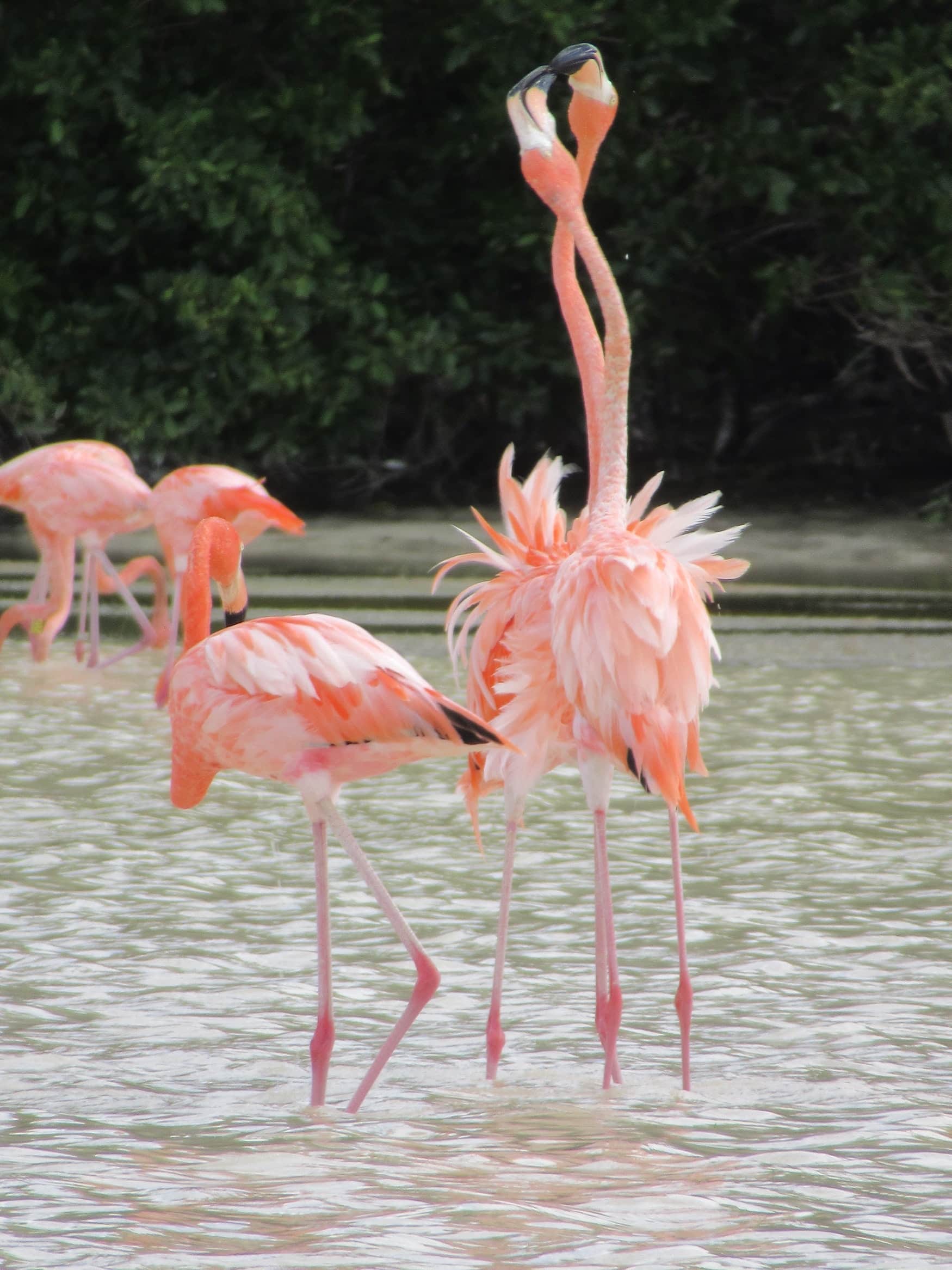 Flamingos in Yucatan
