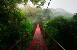 Eine Hängebrücke im Monteverde Cloud Forest Nature Reserve in Costa Rica.