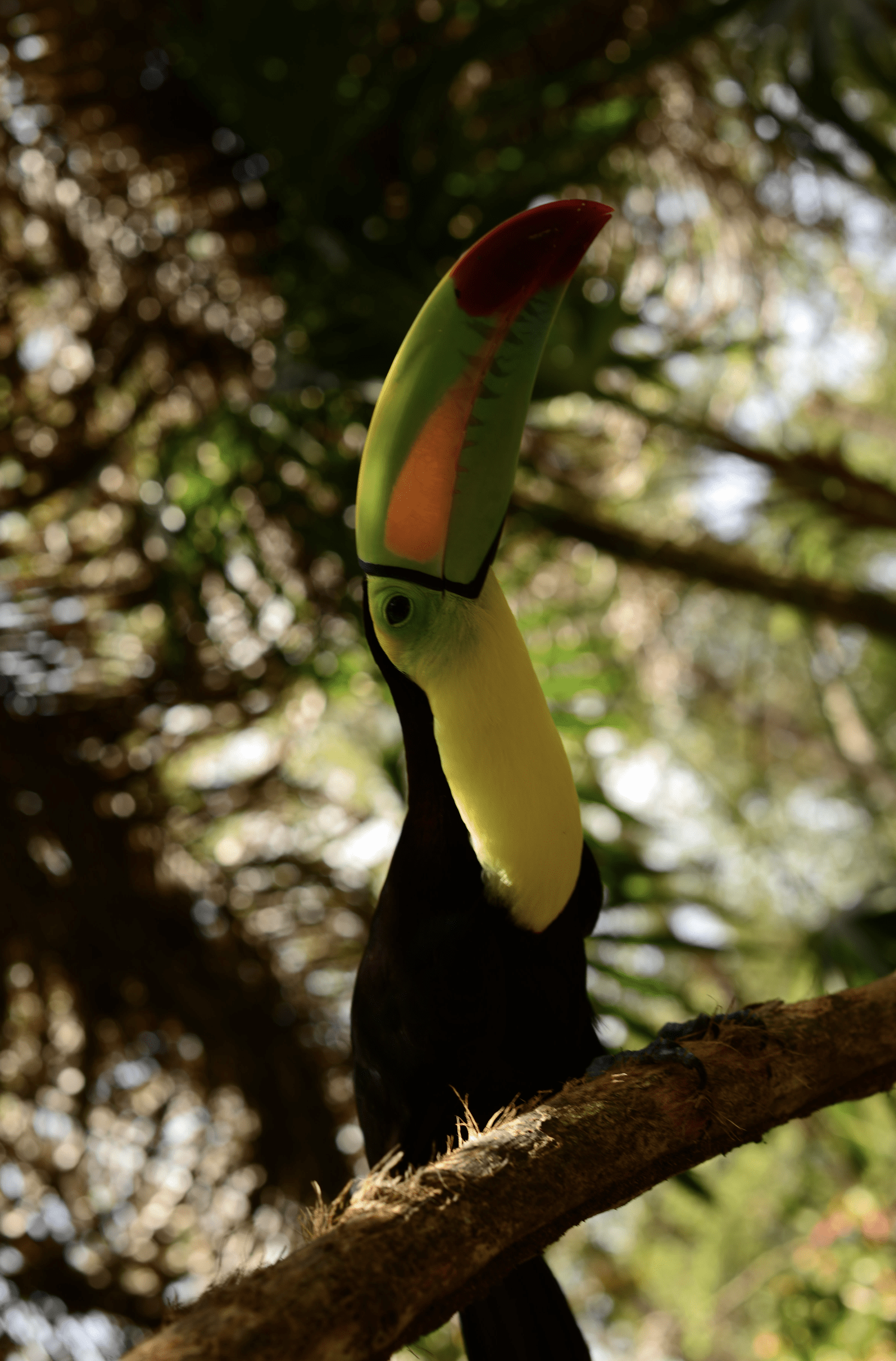 ein Tukan in Belize