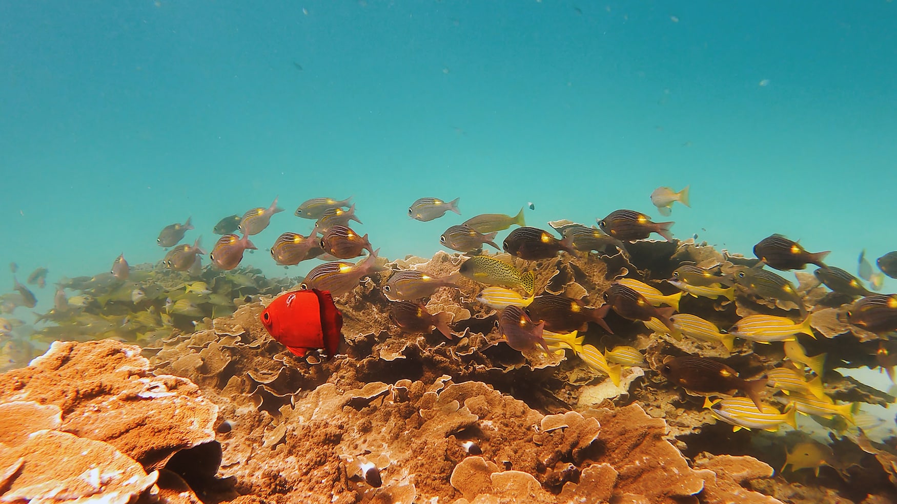 Unterwasserwelt in Kenia
