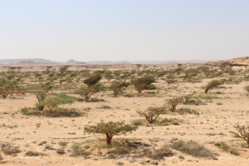 Weihrauch im Oman