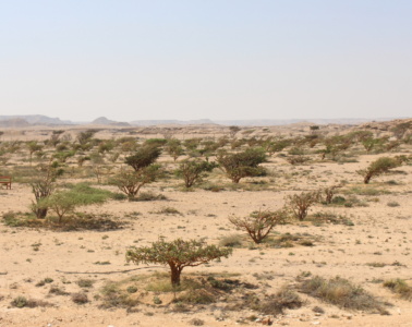 Weihrauch im Oman