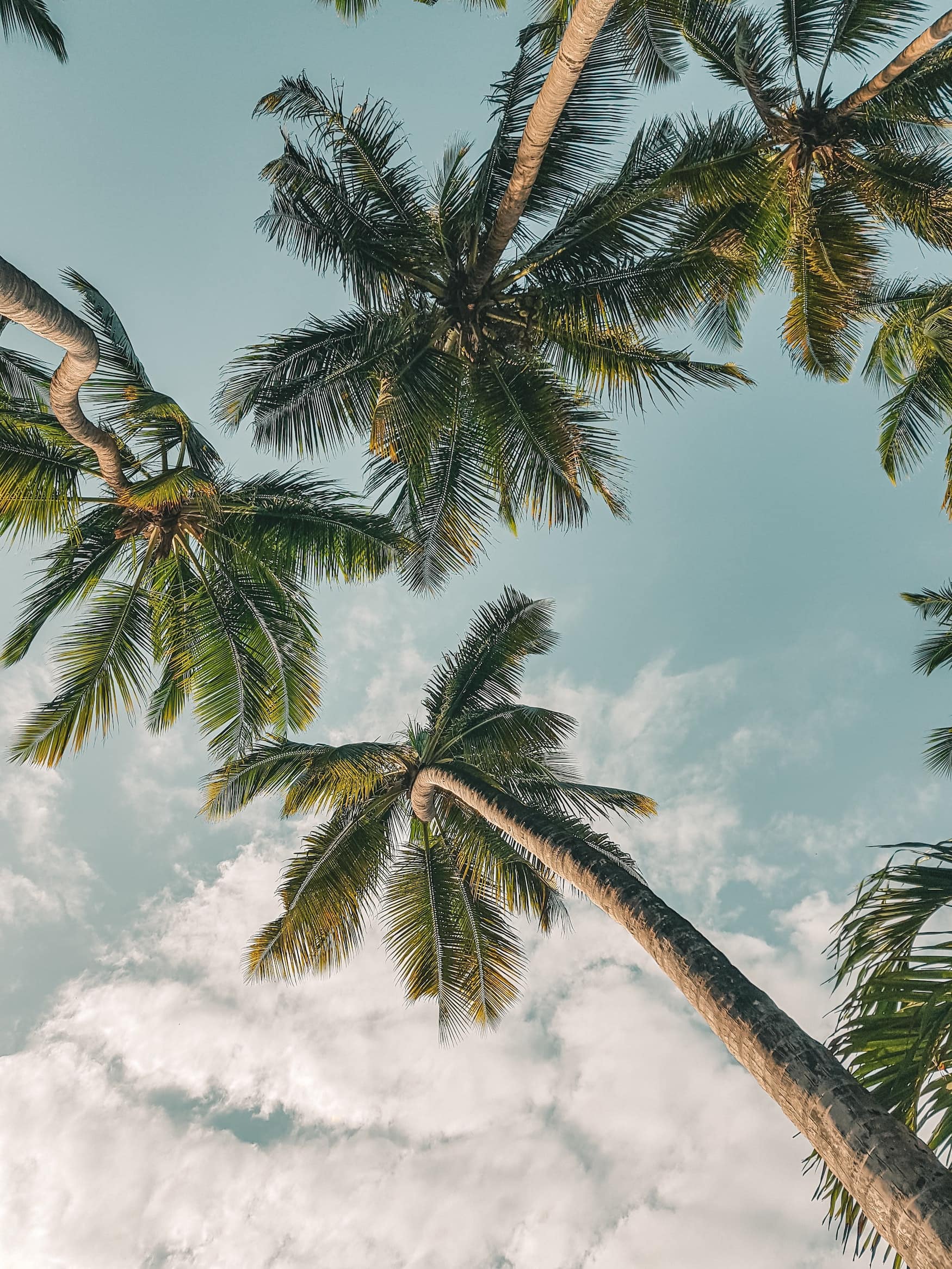 Palmen an der Küste in Kenia