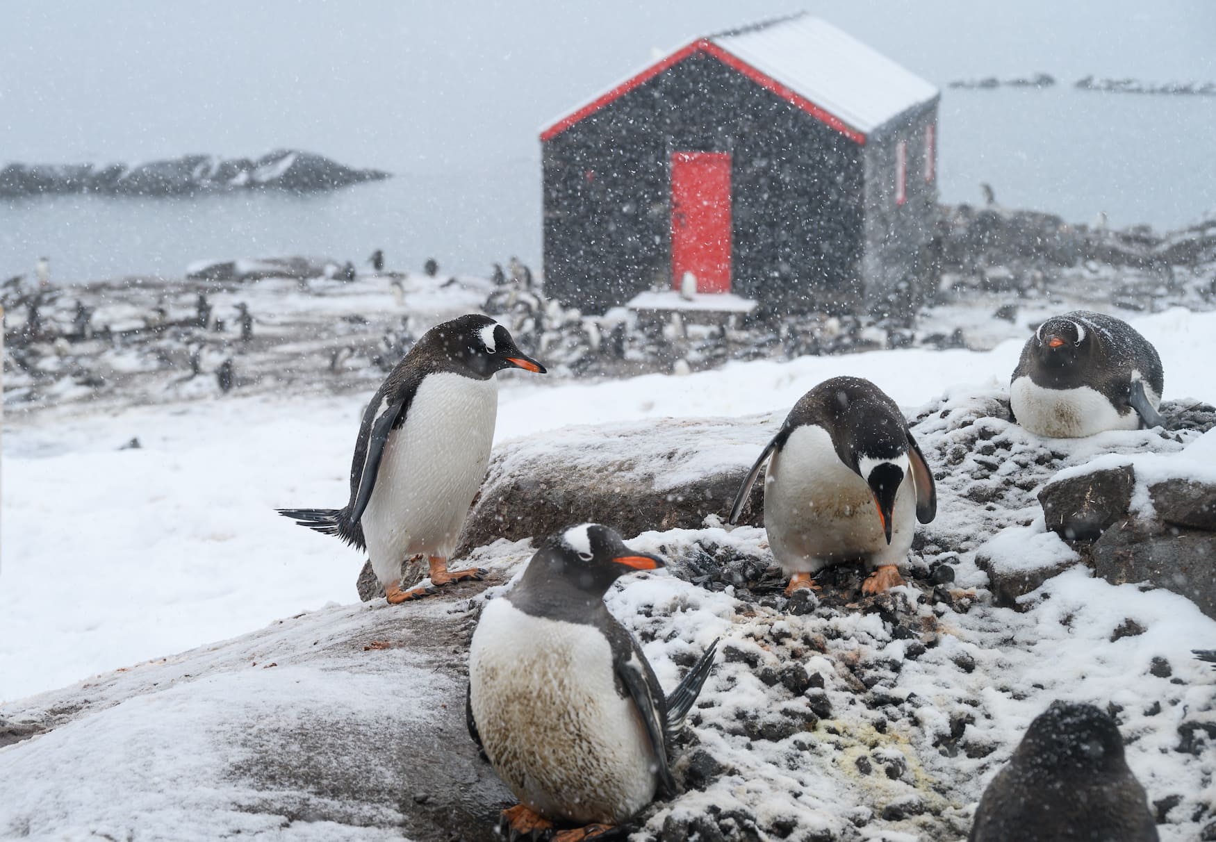 Pinguine im Schneesturm in der Antarktis