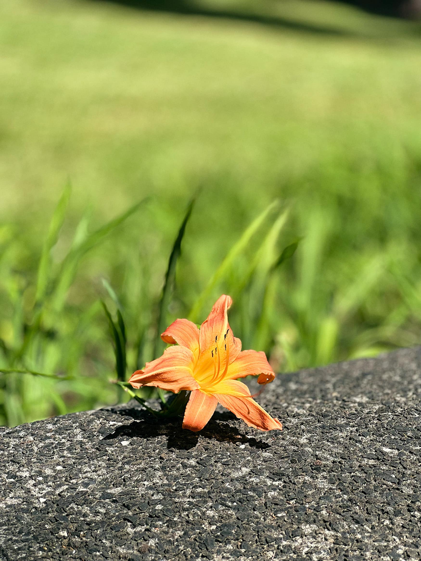 Blume am Straßenrand