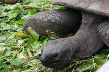 Aldabra-Schildkröte im Raffles Seychelles.
