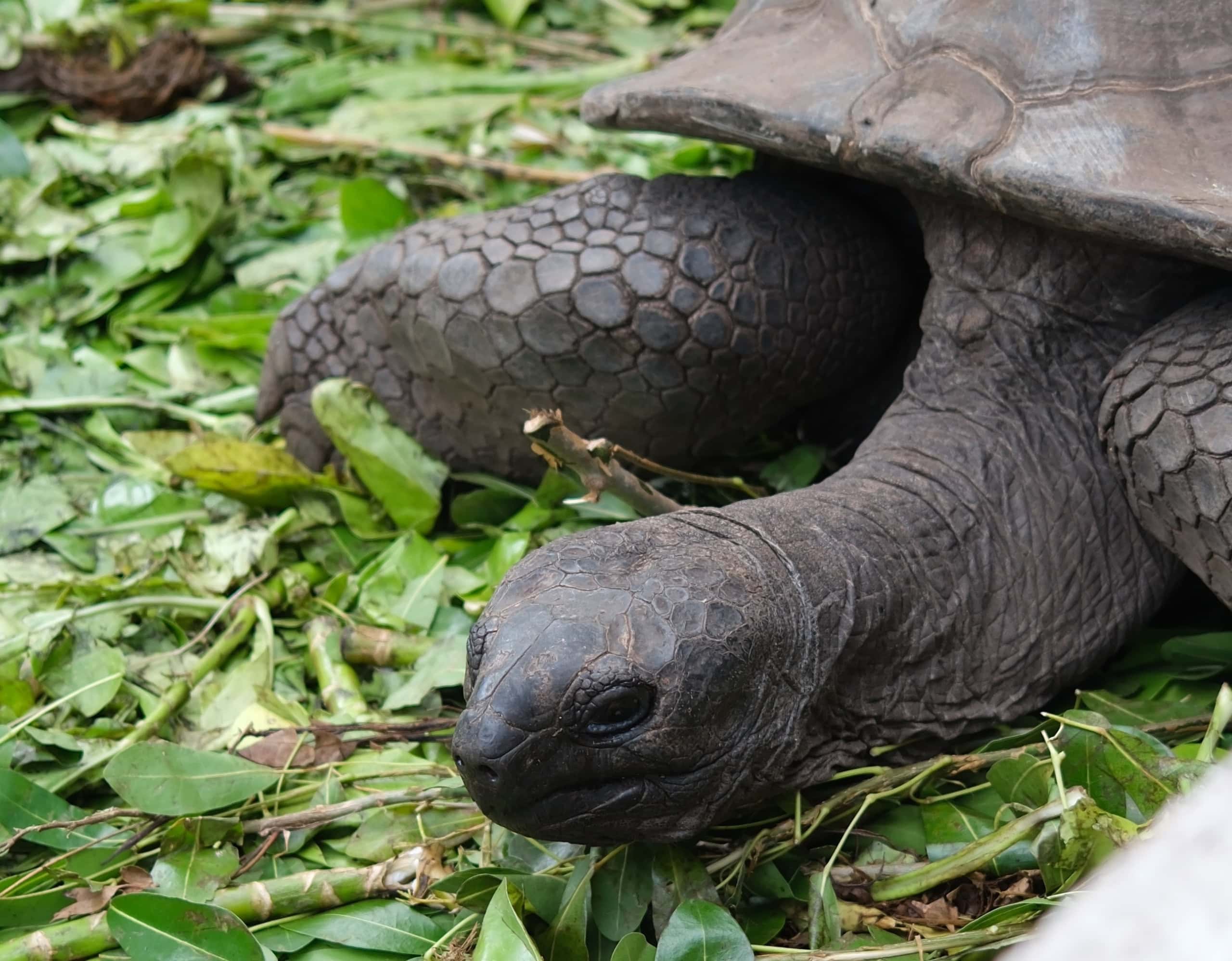 Traumdestination-Seychellen-Diese-Tiere-kannst-du-hier-sehen