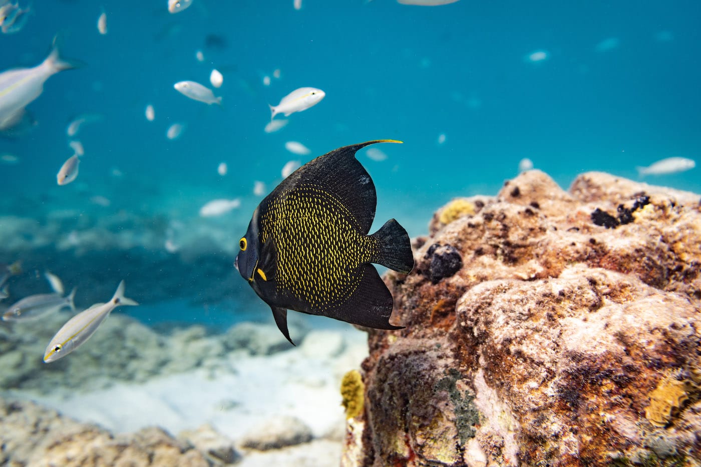 Die farbenfrohe Unterwasserwelt begeistert Taucher und Schnorchler.