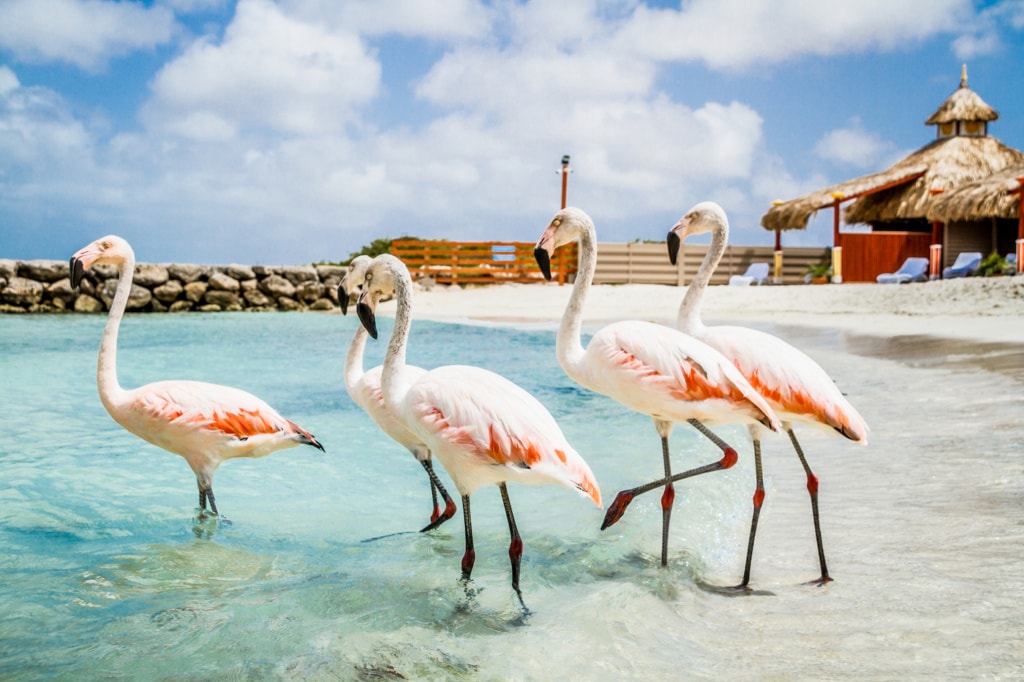 Auf einem Bein kann man sehr wohl stehen! Beispielsweise die Flamingos auf De Palm Island.