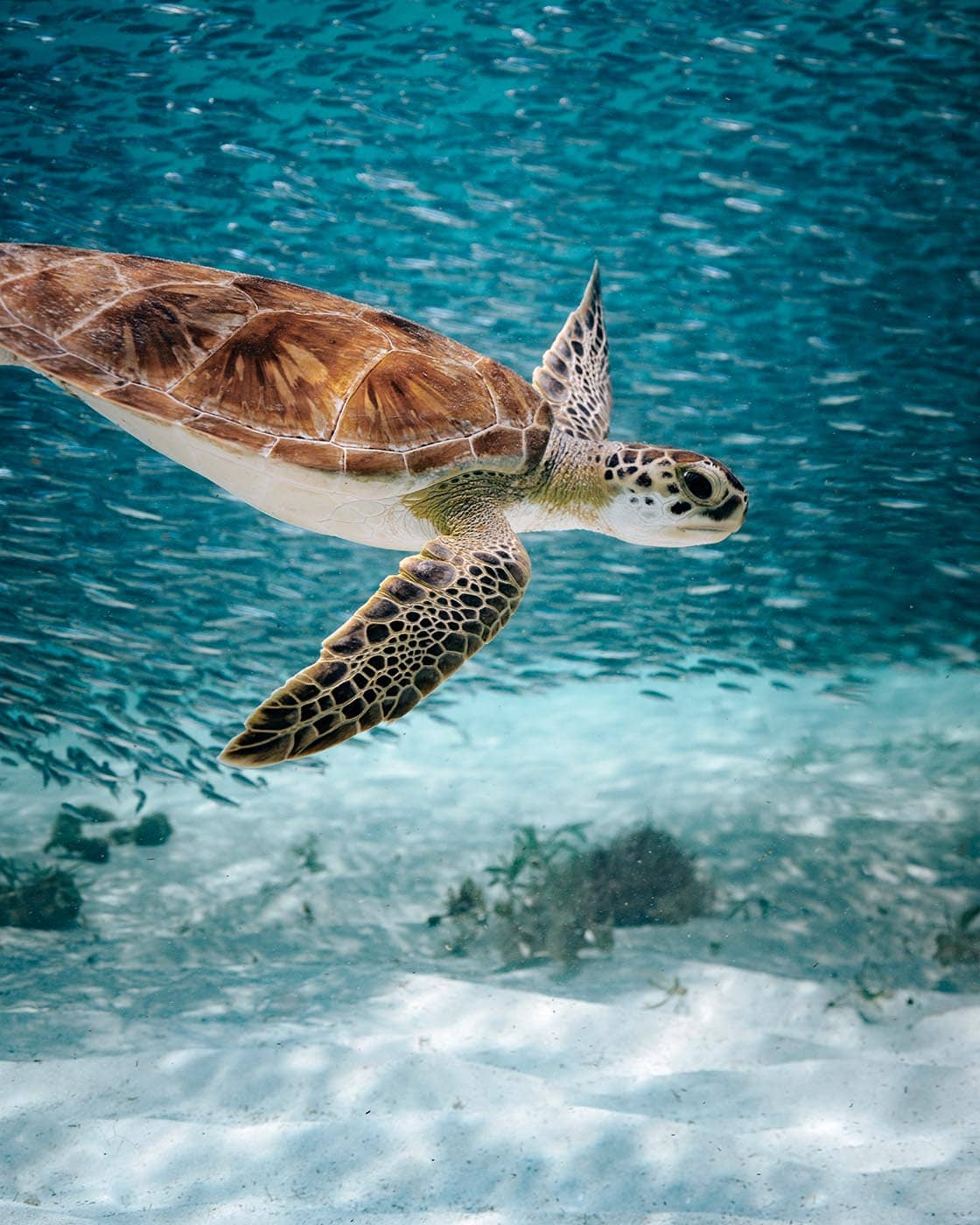 Abtauchen mit Schildkröten? Auf Aruba kein Problem