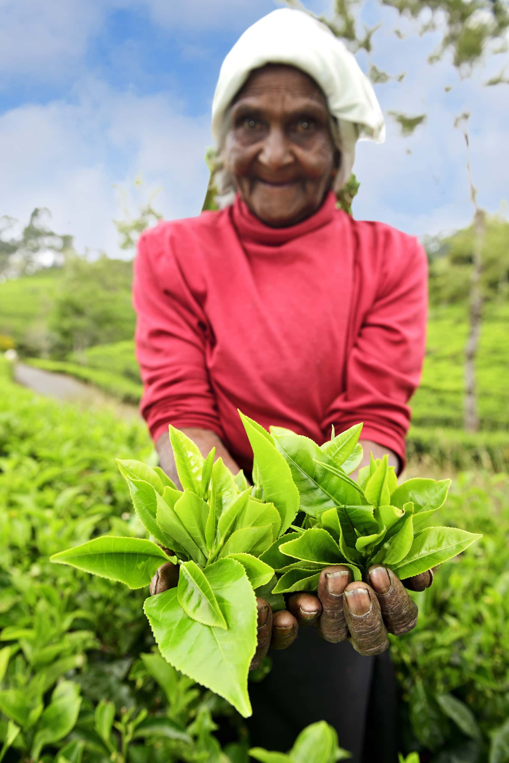 Teepflückerin in Plantage bei Nuwara Eliya, Sri Lanka, Asien