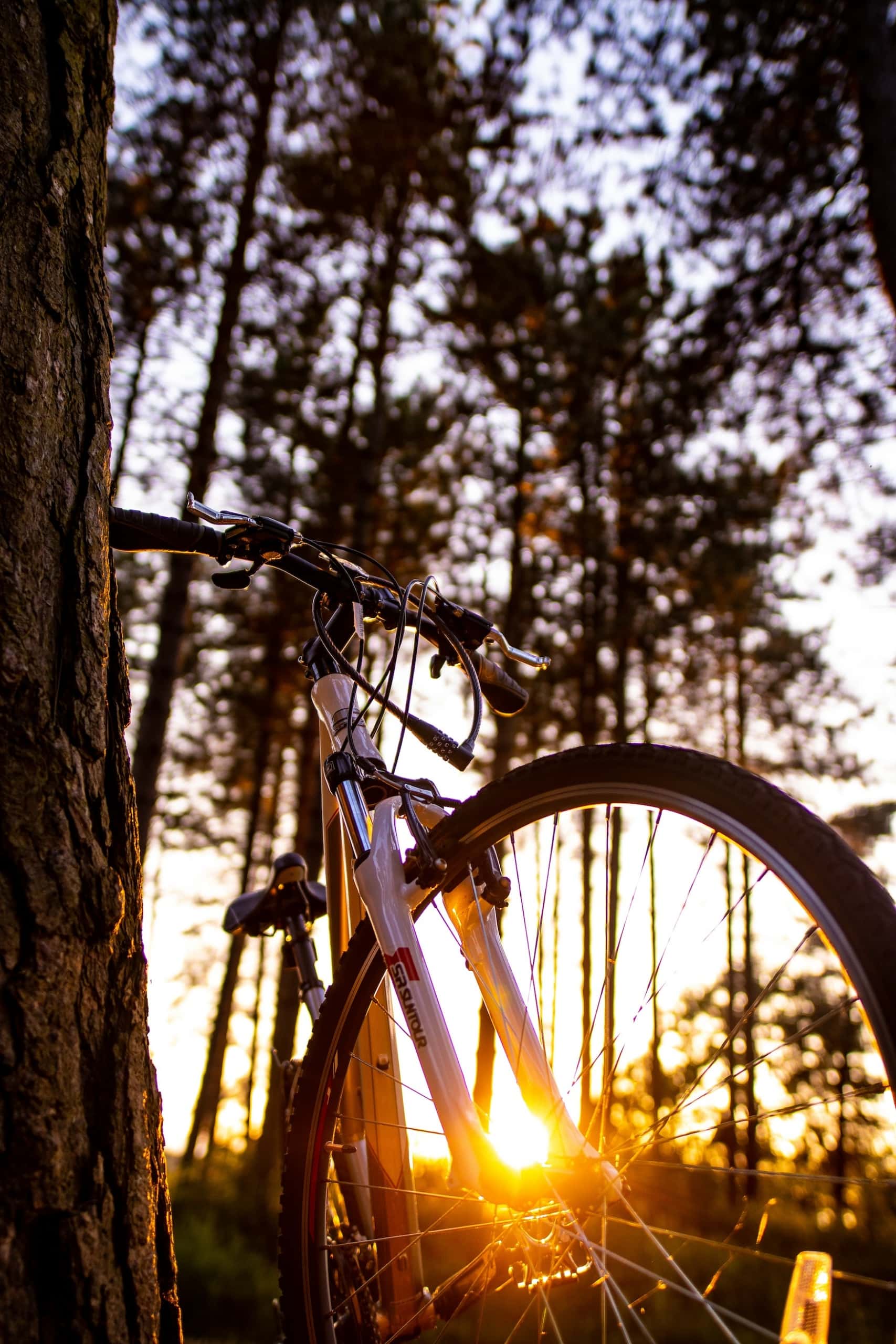 ein Fahrrad im Wald