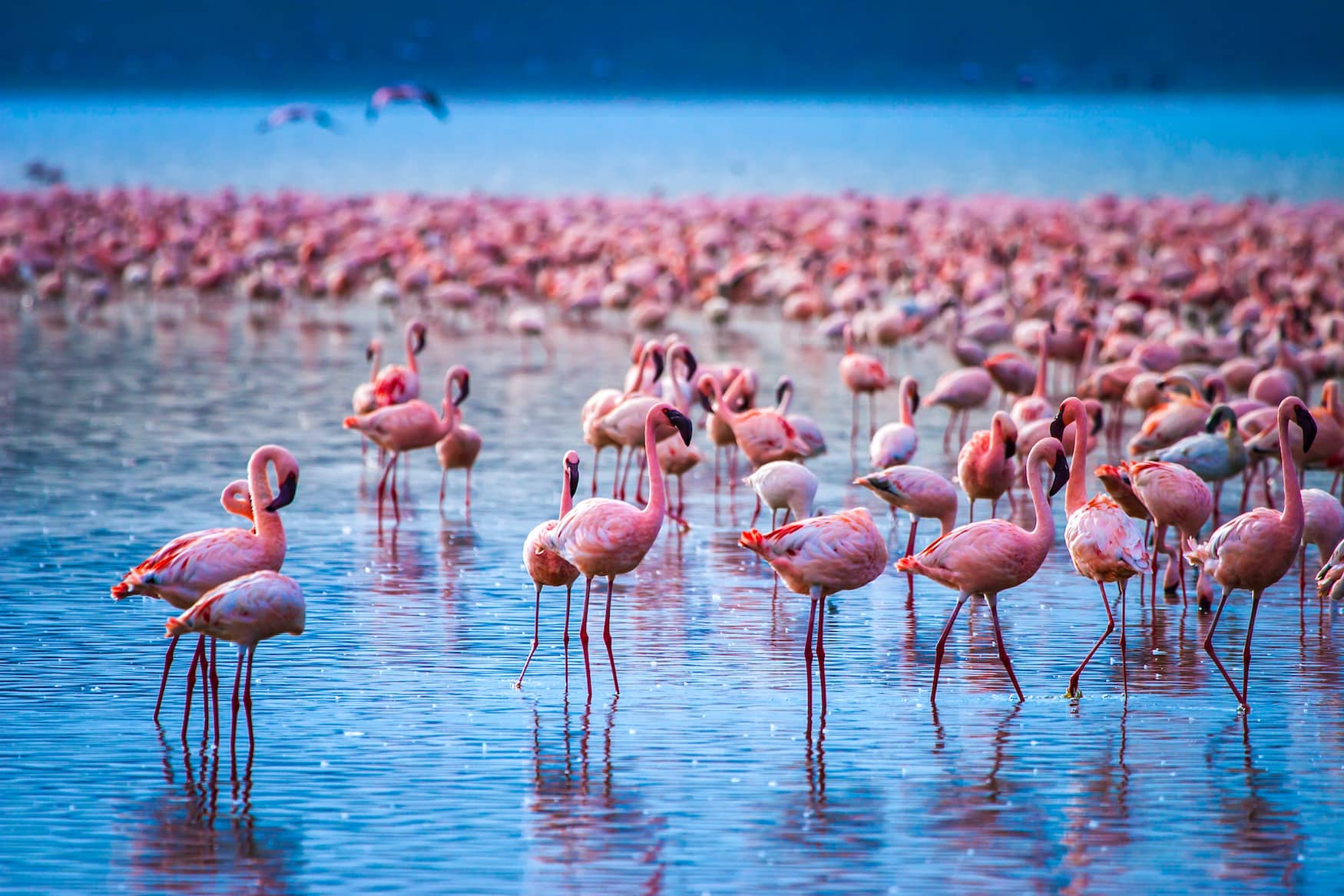 Barbie Reiseziel: der Lake Nakuru in Kenia mit seinen pinken Flamingos