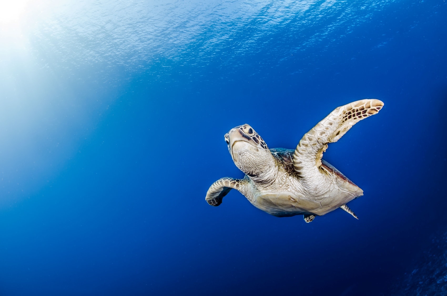 Schildkröte im Meer um Tahiti hat einfach eine gute Zeit