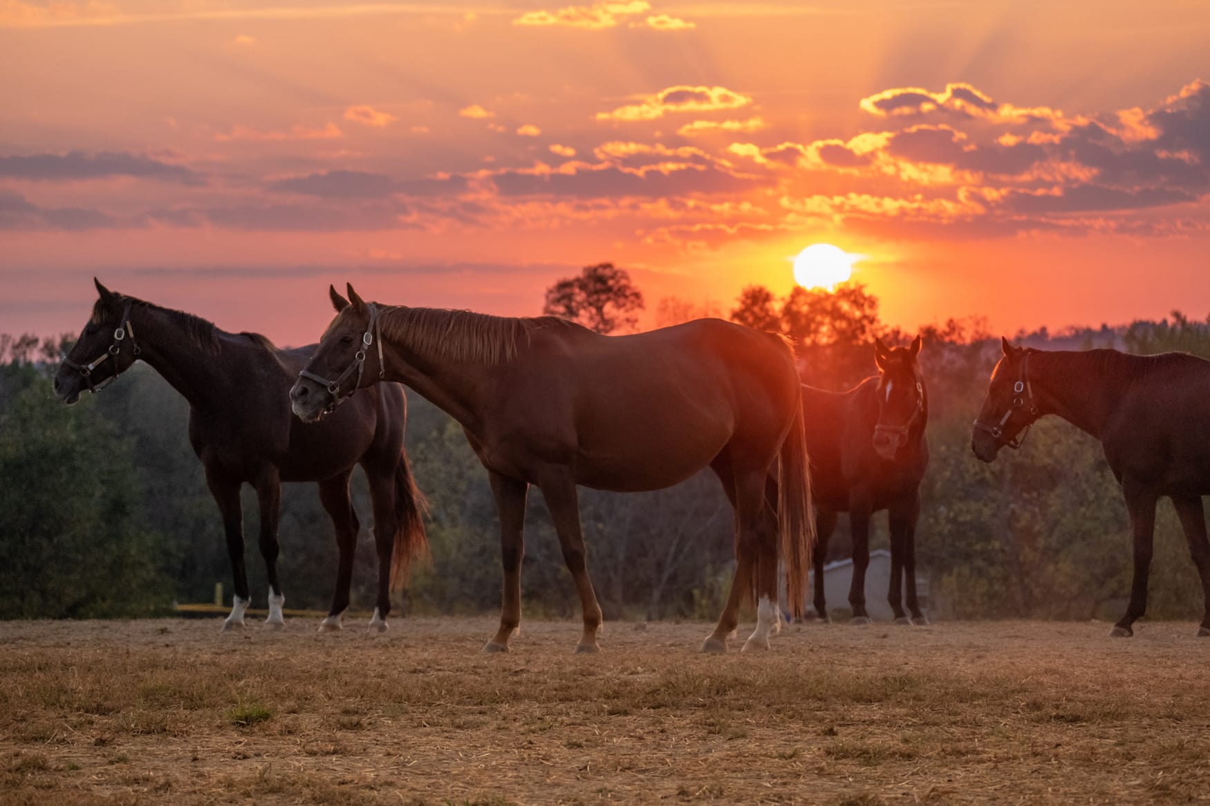 Pferde in Kentucky