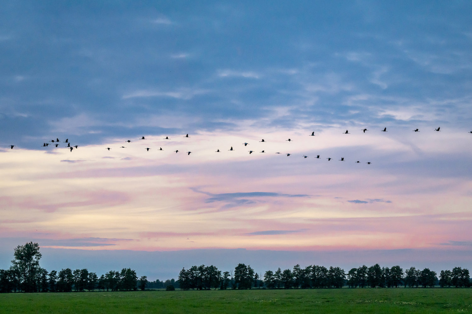 Kraniche fliegen in Formation am romantischen Himmel. Foto: TMV/Tiemann