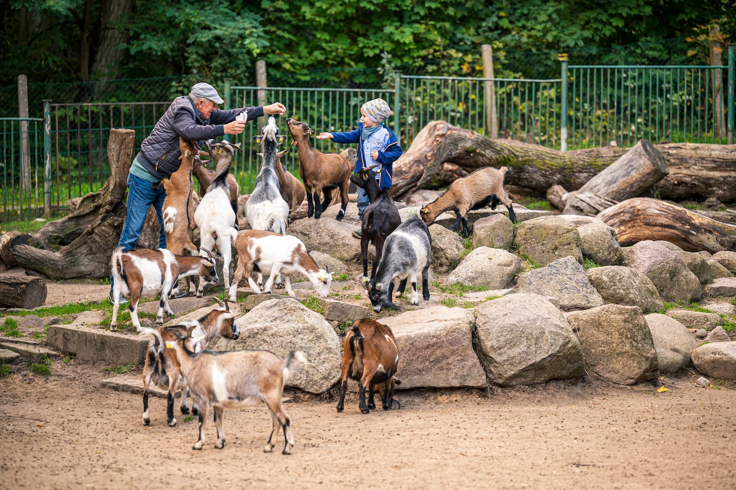 Fütterung der Ziegen im Tierpark Neustrelitz. Foto: TMV/Tiemann
