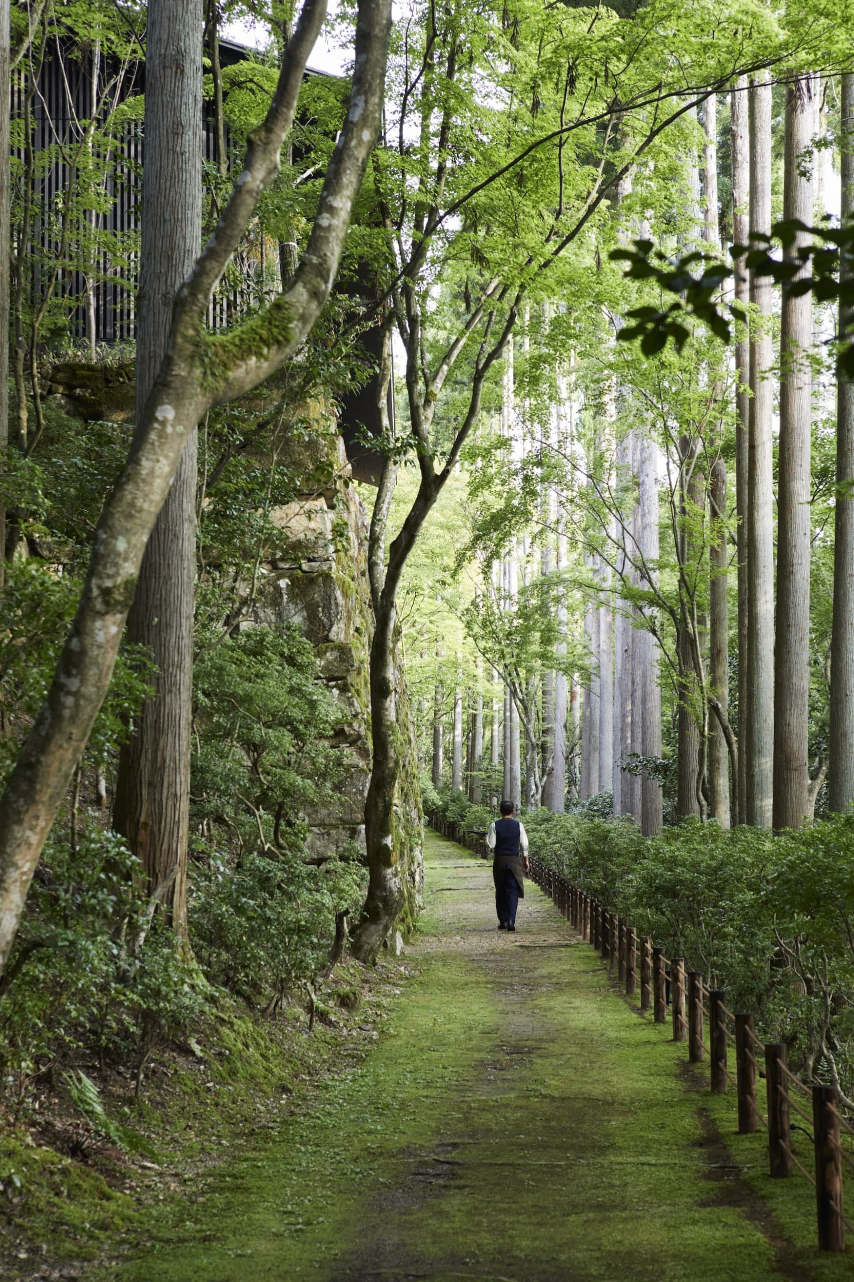 Waldstück in Japan
