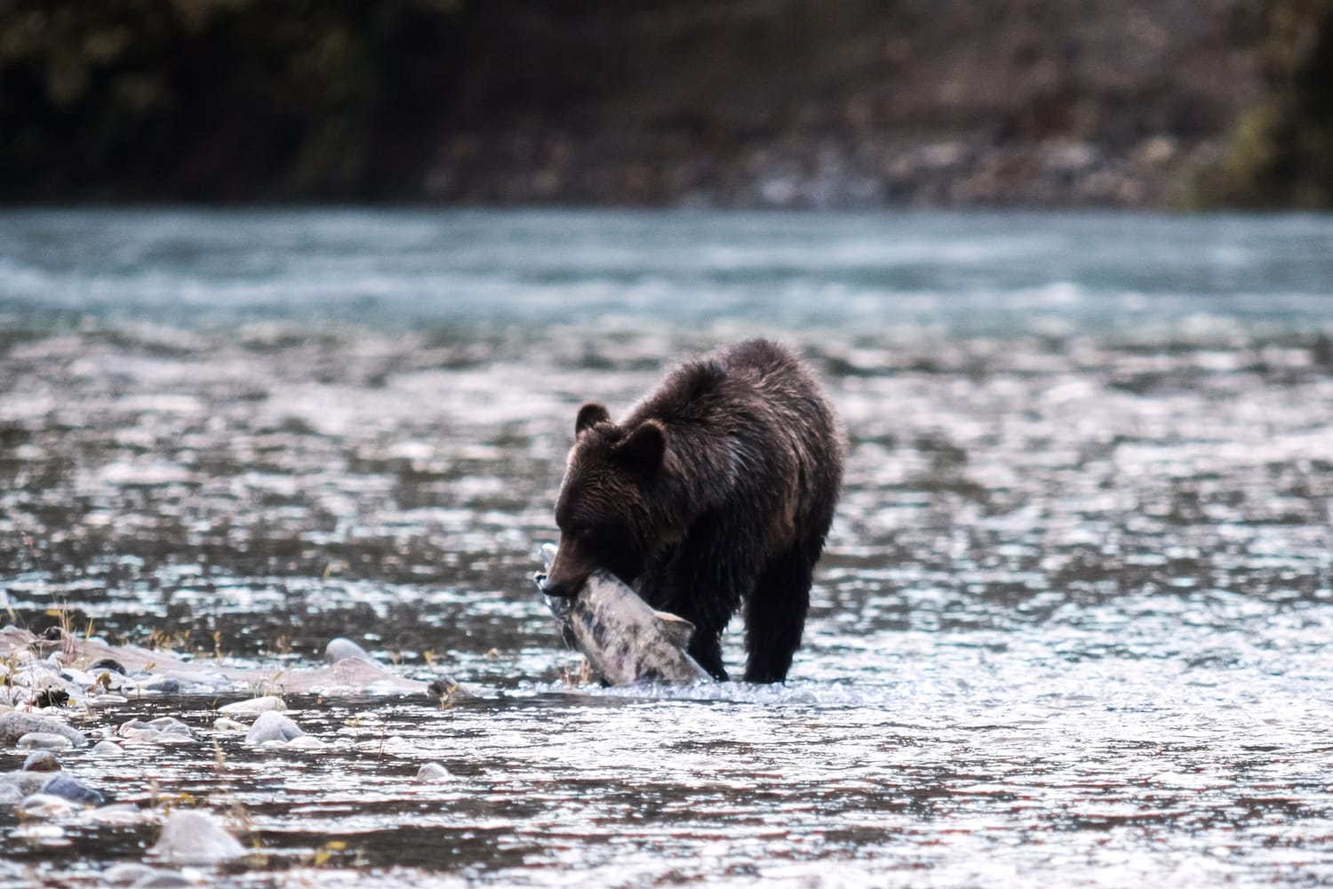 Grizzly in Kanada frisst einen Lachs im Herbst