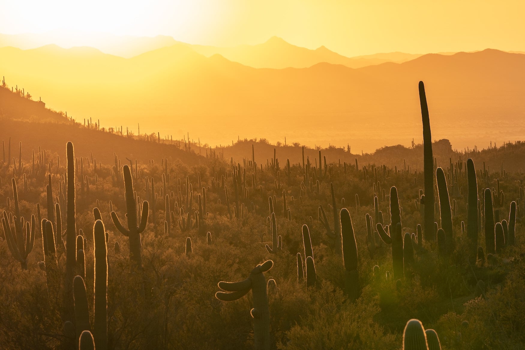 Fakten zu Arizona: der Saguaro Kaktus ist diebstahlgeschützt