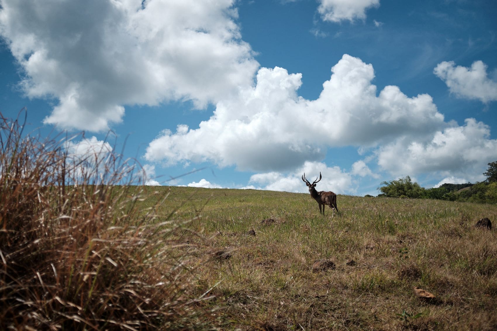 Hirsch auf Weide auf Mauritius 