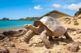 Riesenschildkröte auf den Galápagos-Inseln vor der Küste Ecuadors mit Strand und Pazifik im Hintergrund.