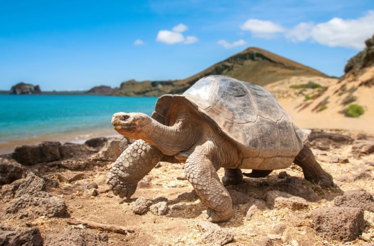 Riesenschildkröte auf den Galápagos-Inseln vor der Küste Ecuadors mit Strand und Pazifik im Hintergrund.