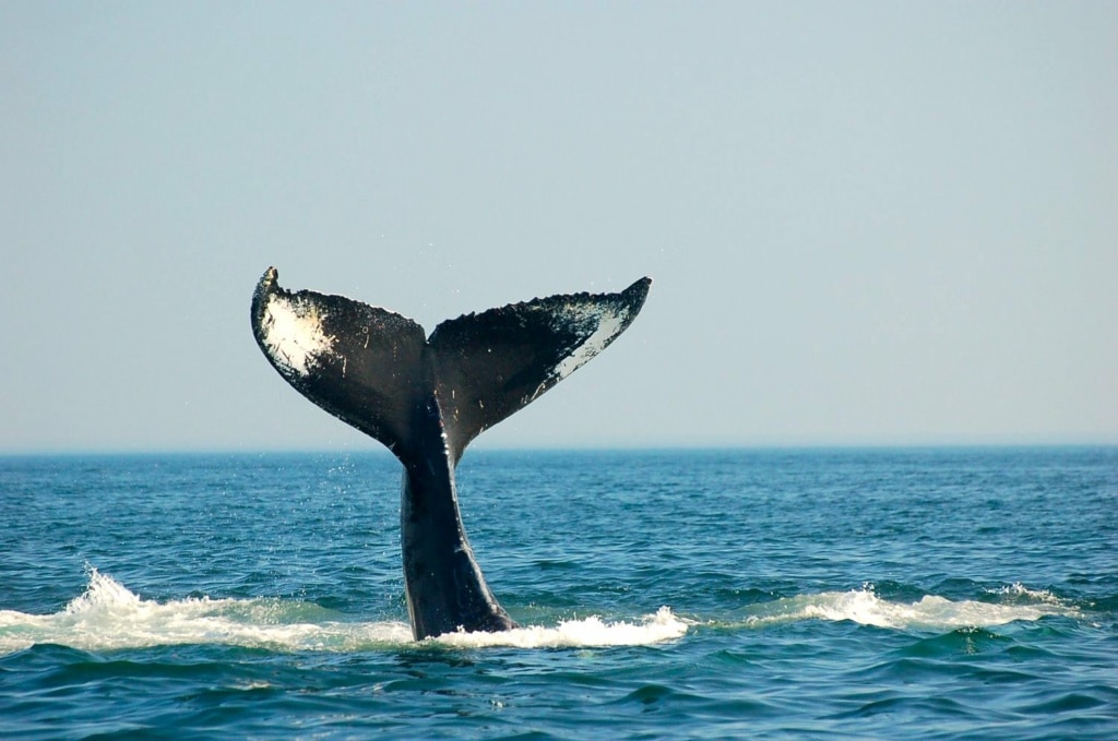 Flosse vom Wal in der Bay of Fundy