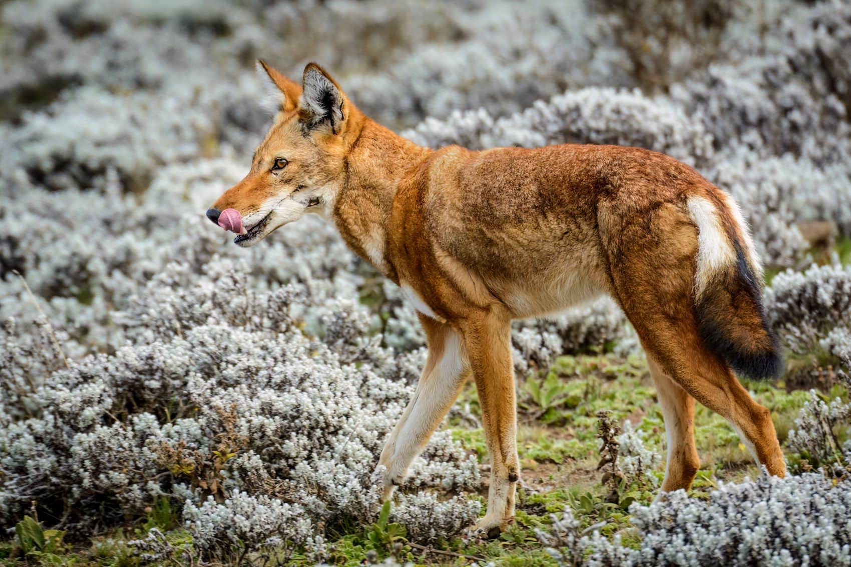 Äthiopischer Wolf (Canis simensis) im Nationalpark Bale Mountains, Äthiopien