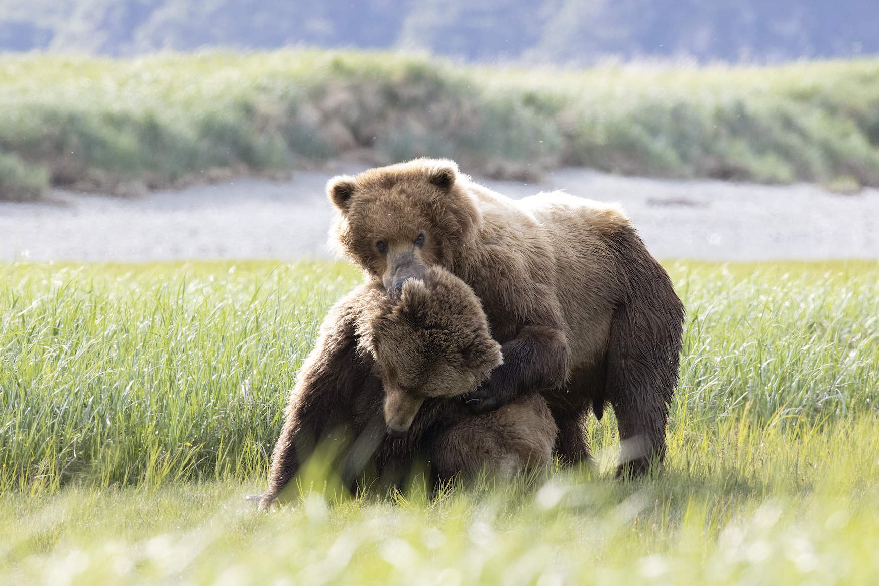 zwei Bären im Katmai Nationalpark