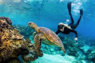 Turtle-Love am Great Barrier Reef