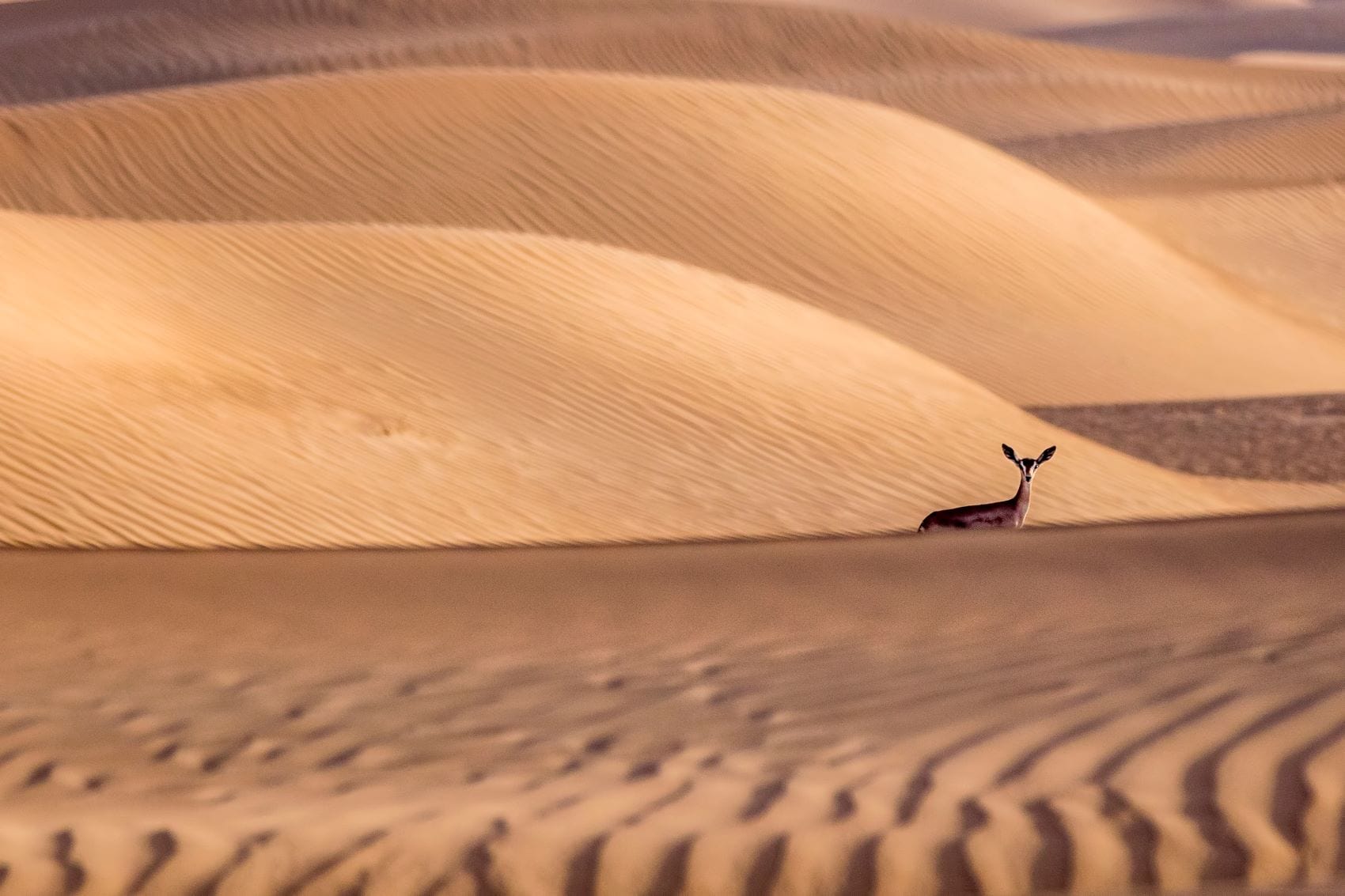 Sandgazelle (Gazella marica) in der Wüste