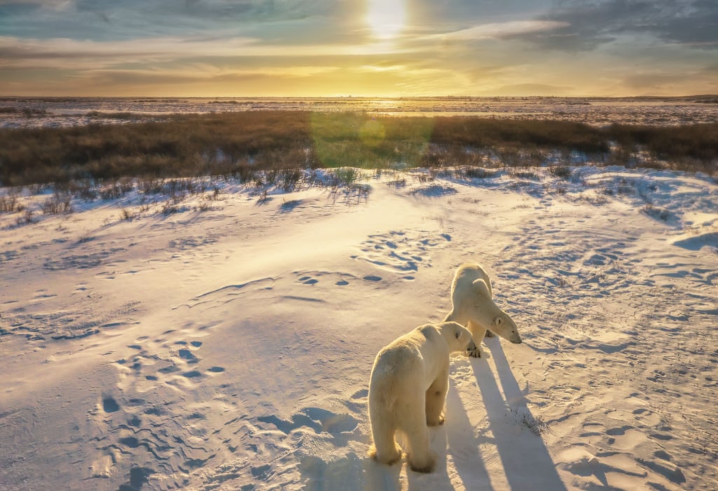 Eisbären in den Northwest Territories