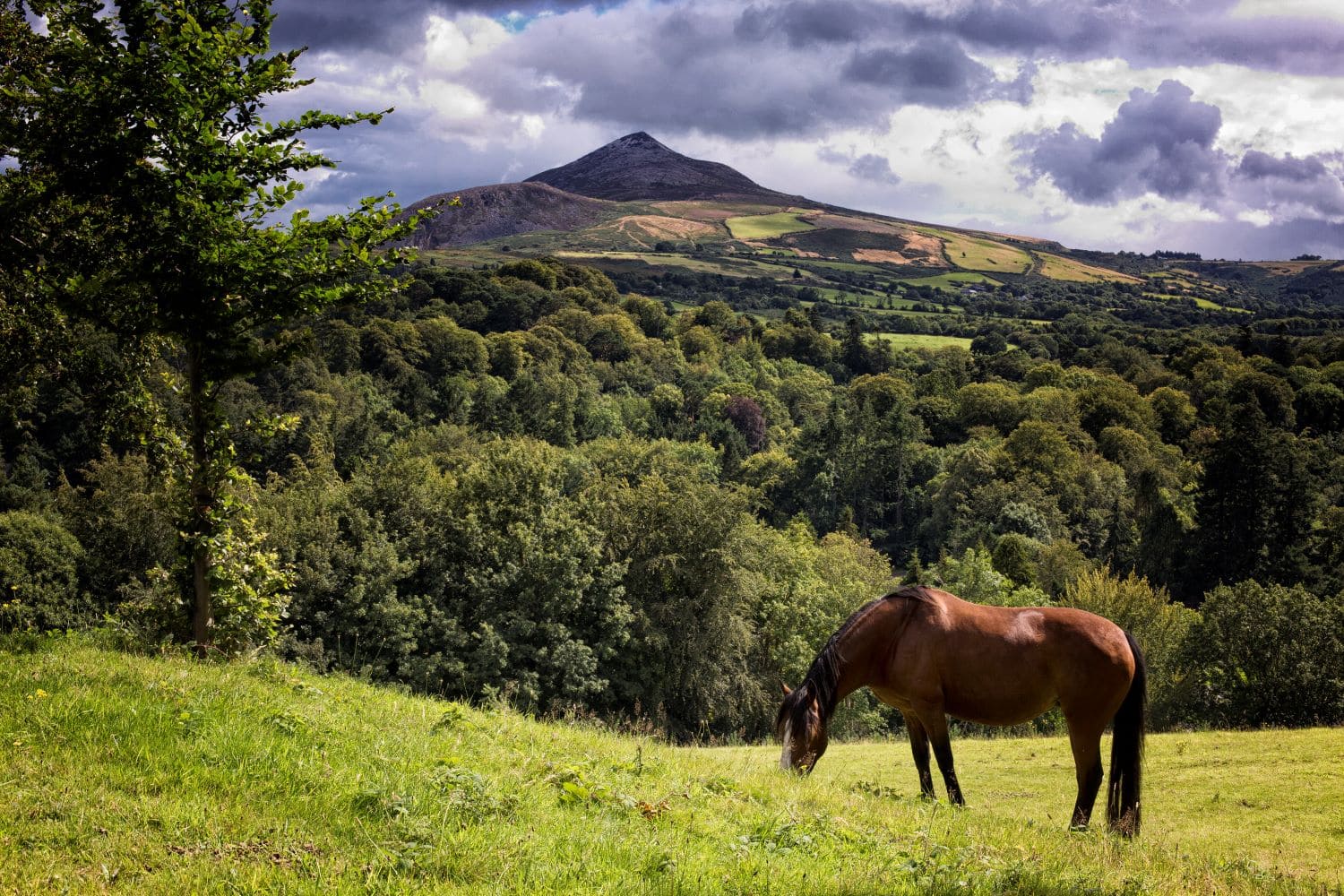 Pferd auf Weide in Irland