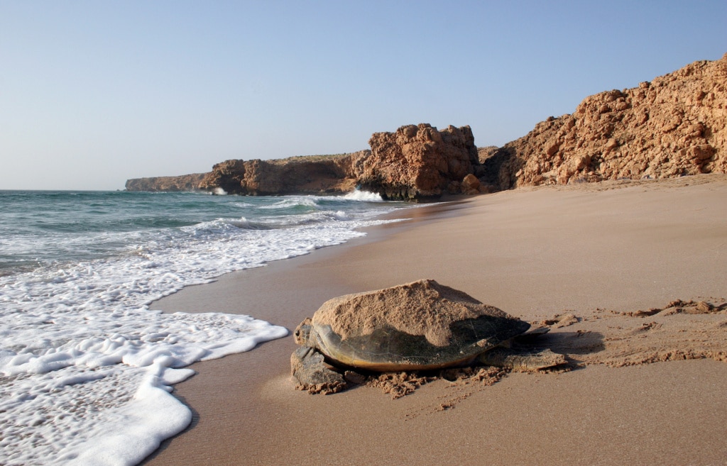 Schildkröte am Strand von Ras Al Jinz