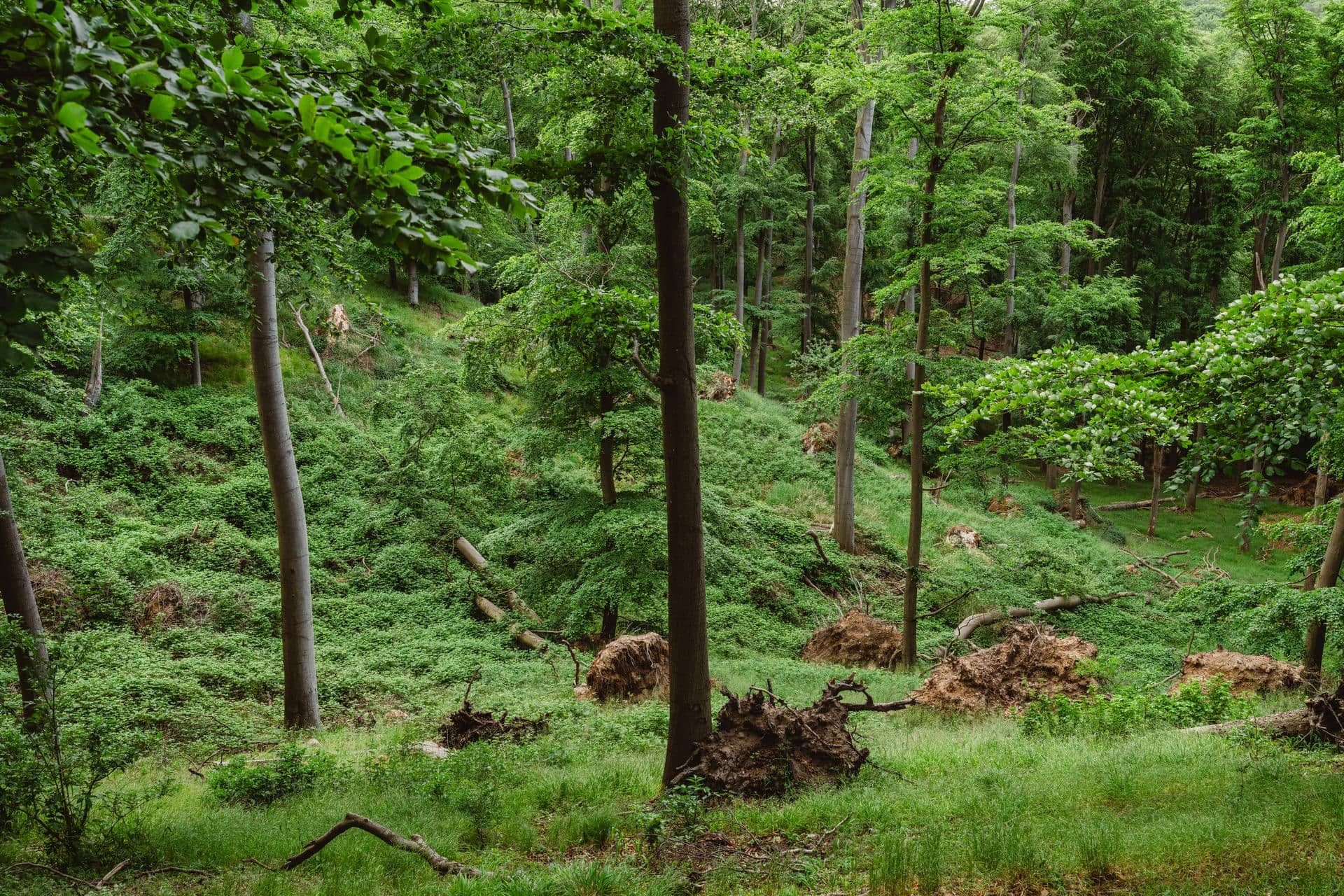 Den Wald vor lauter Bäumen nicht sehen, das geht beim Aussichtspunkt Reiherberg. I foto: TMV/Gross