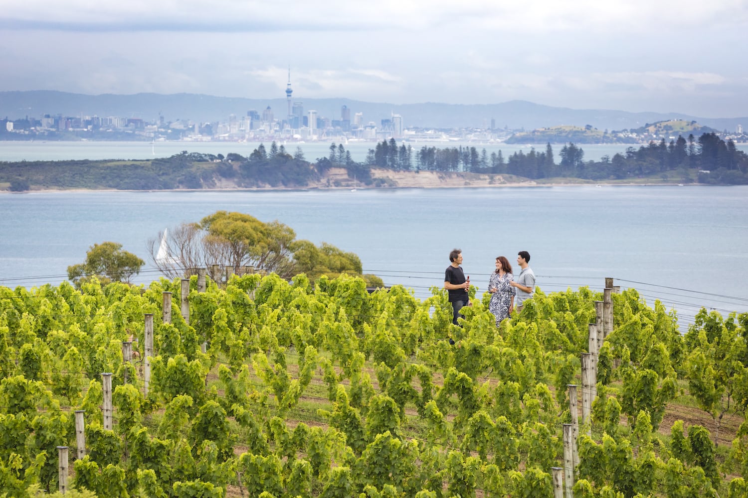 Weingut auf Waiheke Island mit Blick auf die Stadt Auckland