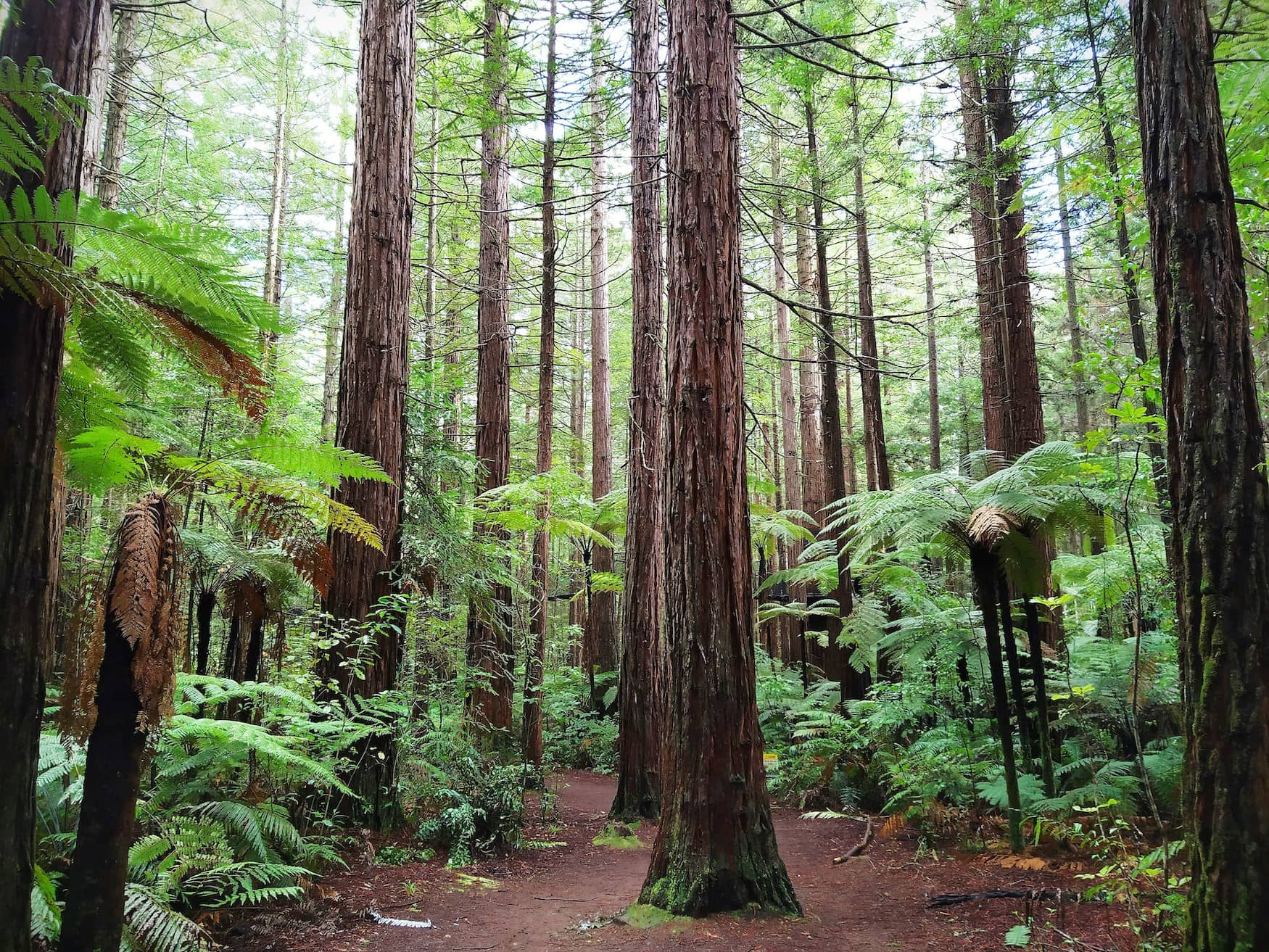 Wald in Rotorua