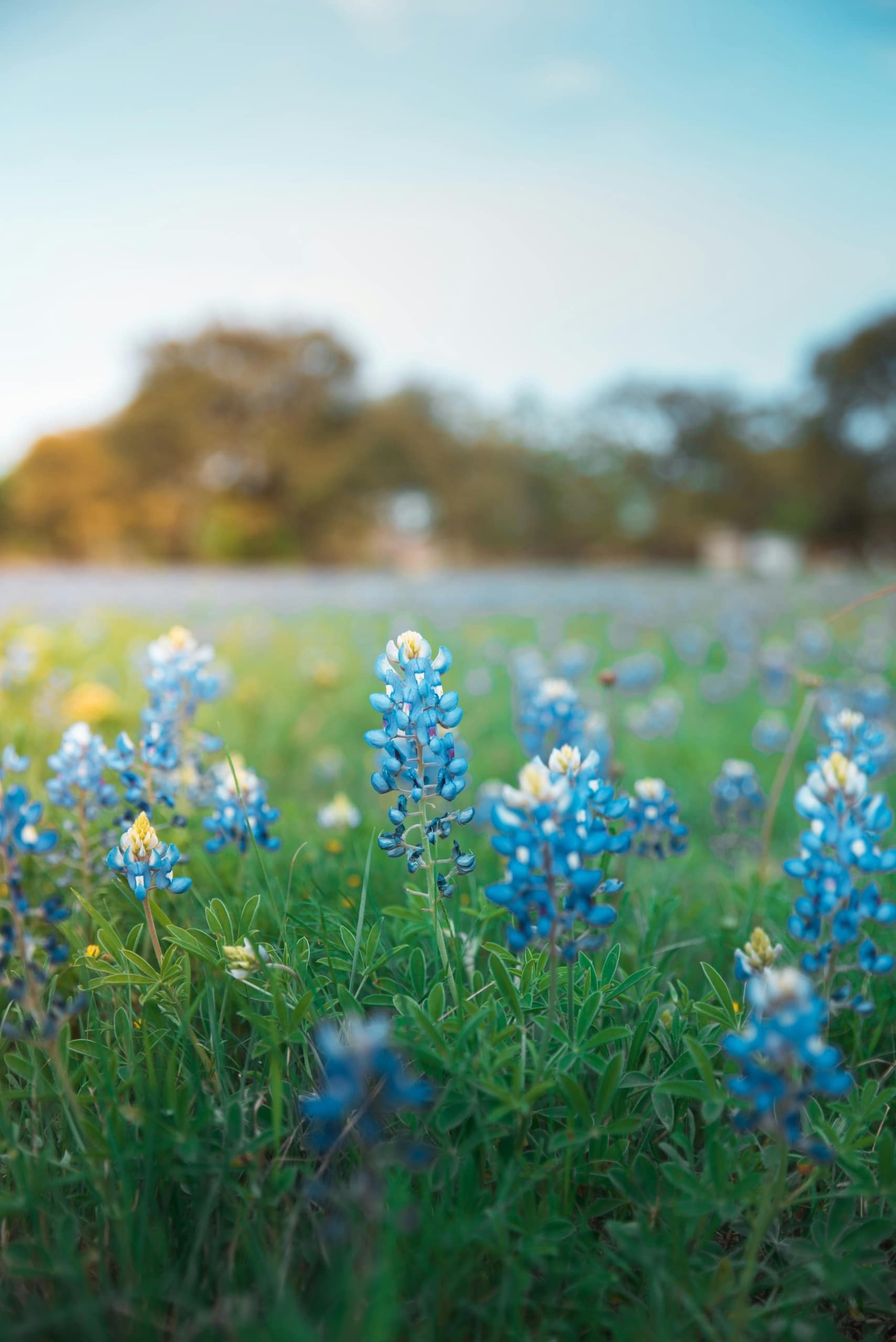 die Blue Bonnets im Frühjahr in Texas
