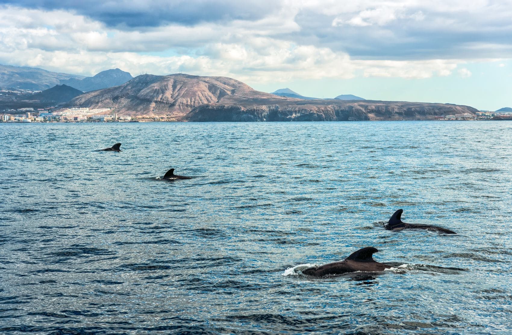 Wale vor der Küste Teneriffas
