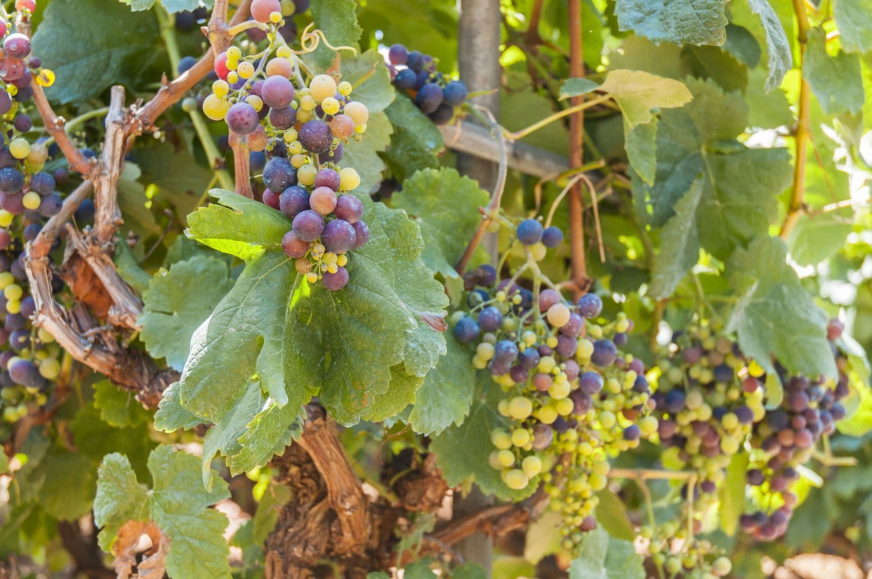 Weintrauben hängen an Weinrebe auf Teneriffa 