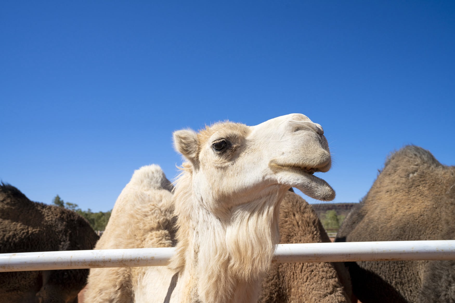 Kamel auf einer Working Cattle Ranch in Australien